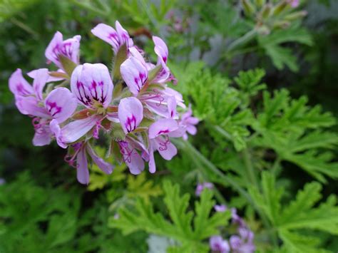 How to Grow Citronella Plants and Use Citronella Oil | HGTV