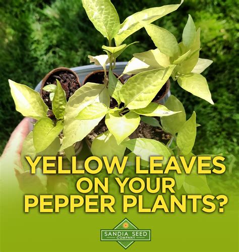 Yellow Leaves on Pepper Plants – Sandia Seed Company