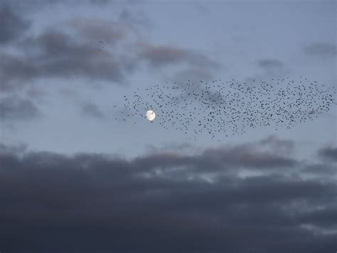 Bird Songs From Around The World - Cornwall Birds (CBWPS)