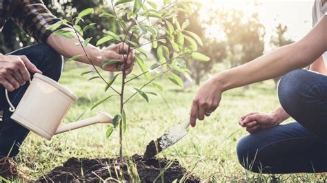 Tree Canada planting and nurturing trees | CTV News