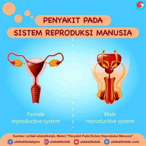 Sistem Reproduksi Manusia - Reverasite