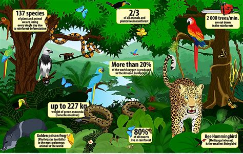 Facts About The Rainforest Floor - Carpet Vidalondon