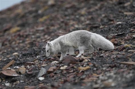 Experience Svalbard Wildlife: An Adventurer's Guide - Amateur Traveler