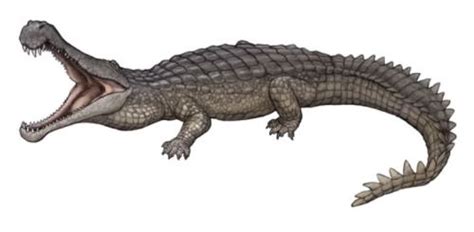 The flesh Crocodile, Sarcosuchus (1966) Phylum :... - The Evolution of Life on Earth