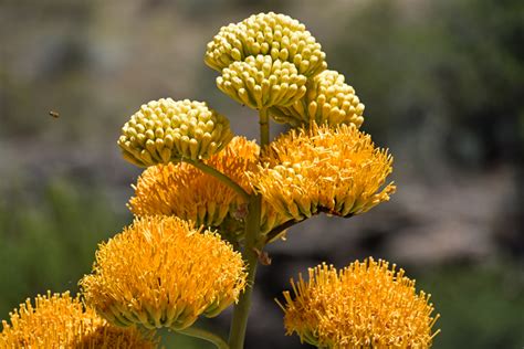 Agave chrysantha, Goldenflower Century Plant, Southwest Desert Flora