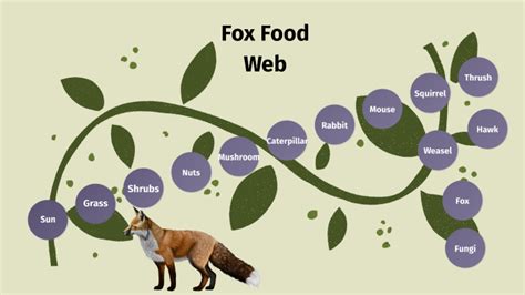 Fox Food Chain by Adel Awan on Prezi