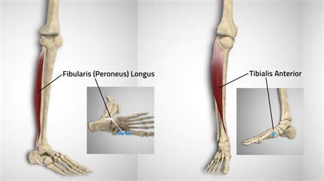 Exploring Tibialis Anterior And Fibularis Longus: The Leg Stirrup