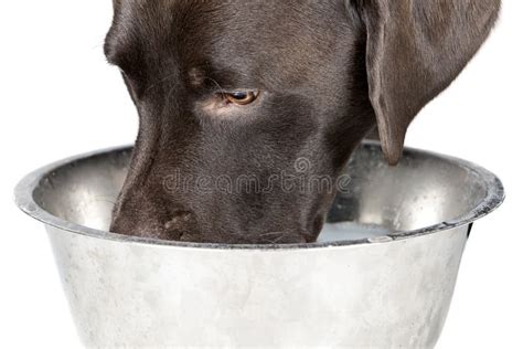 Dog Drinking from Bowl stock photo. Image of retriever - 48937522