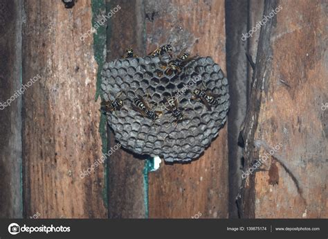 Wasp Nest Wasps Sitting Wasps Polist Nest Family Wasps Which — Stock ...