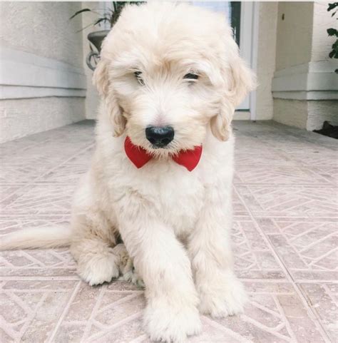 English Cream Goldendoodle Puppies For Sale Near Me - Cute Puppies for Me