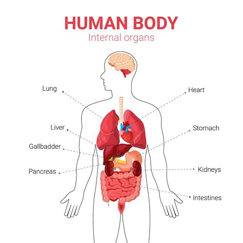 Premium Vector | Medical Education Chart of Biology for Human Body ...