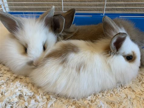 Lionhead rabbit Rabbits For Sale | Georgetown, TX #312114