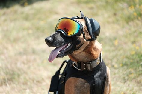 13 Photos of Military Working Dogs Being Awesome | Military.com