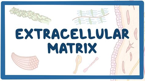 Extracellular matrix - downloadsbear