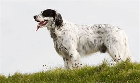 Golden Retriever English Setter Mix