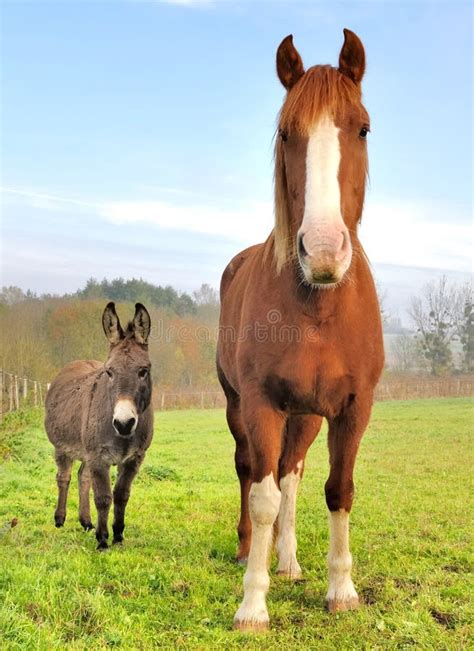 Friendship between a Donkey and a Horse Stock Photo - Image of species, chestnut: 27634652