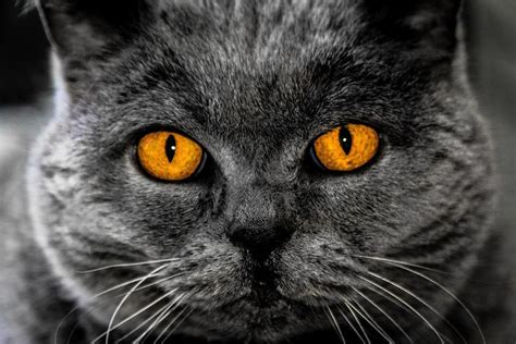 Steel Orange Cat Eyes Photograph by Billy Soden - Pixels