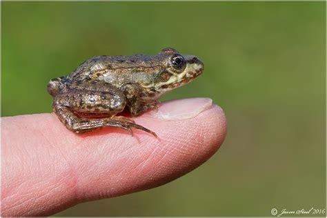 Marsh Frog (Pelophylax ridibunda) at Thames Road Wetland – Jason Steel ...