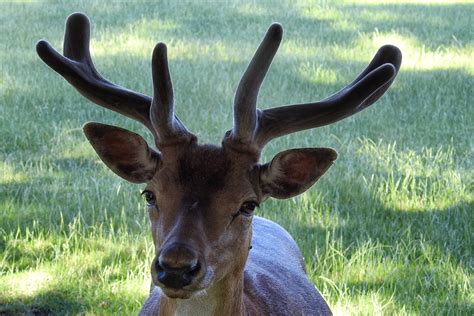 Free fotobanka : les, zvěř a rostlinstvo, divoký, Jelen, roh, savec, fauna, paroh, Hirsch, Scheu ...