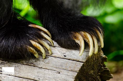 Checking in with the sloth bear cubs