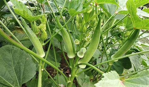 Okra Production Guide - Step by Step. - The Farmer's Journal Africa