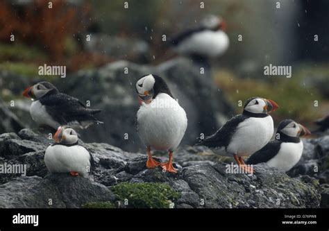 Puffin breeding season Stock Photo - Alamy