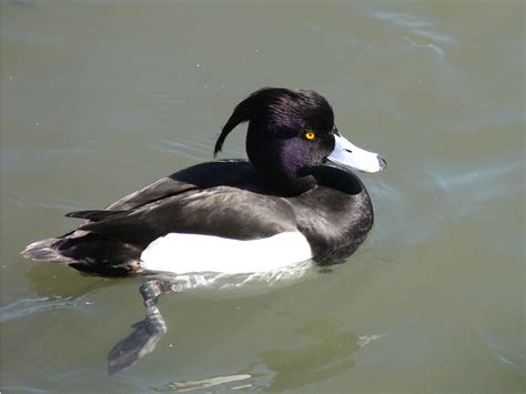 Free picture: tufted, duck, swim, water, aythya fuligula