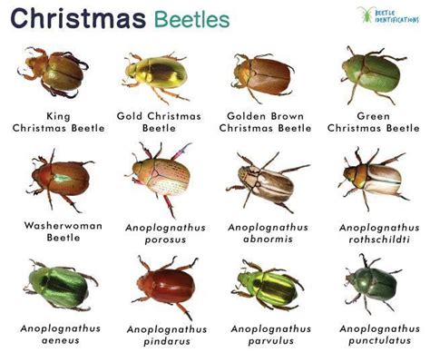 Leaf Beetle Life Cycle at Cynthia Earley blog