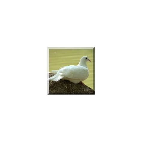 Understanding the Symbolism of Mourning Doves | Mourning dove, Dove ...