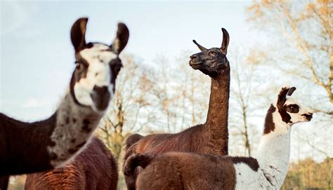 Hunt for COVID-19 treatment leads to Winter the llama - Futurity