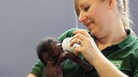 Baby Gorilla Delivered in Rare C-Section at the Bristol Zoo - ABC News