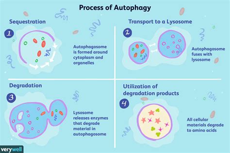 Autophagy: Your Body's Anti-Aging Mechanism