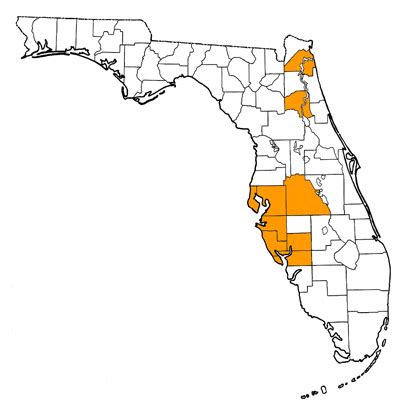 Ontocetus emmonsi – Florida Vertebrate Fossils