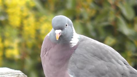 Wood Pigeon call - YouTube