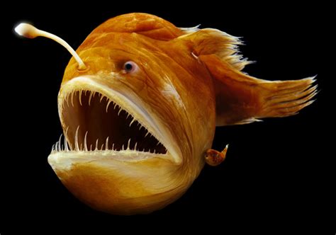 15+ Horrifying Creatures of the Deep Sea | HorizonTimes | Page 11