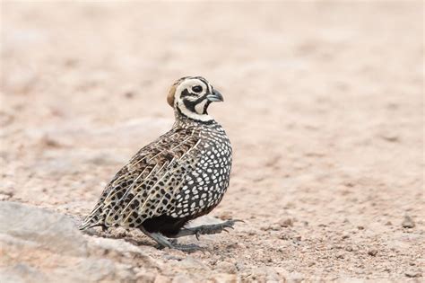 West Texas Wildlife - Lee Hoy Photography