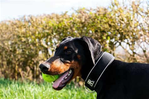 Are Doberman Pinschers Aggressive Dogs?