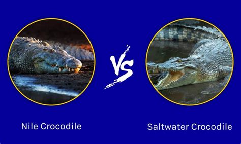 Nile Crocodile vs Saltwater Crocodile: What Are the Differences? - A-Z Animals