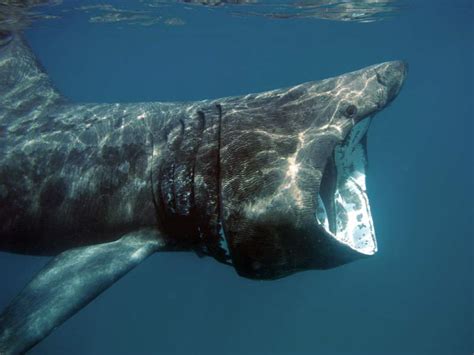 Basking shark (Cetorhinus maximus) - MarLIN - The Marine Life ...