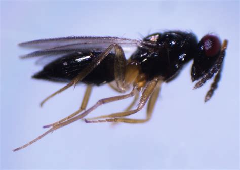 Eulophidae from Matavera District, Cook Islands on September 19, 2023 ...