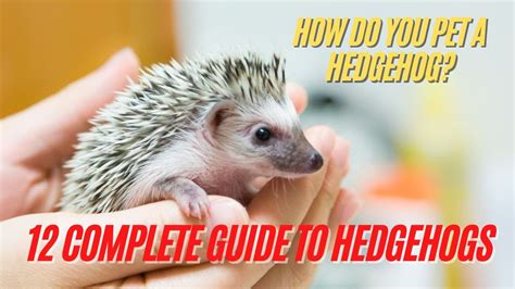 Hedgehog | How Do You Pet a Hedgehog - 12 Complete Guide to Hedgehogs | Hedgehog Care Tips - YouTube