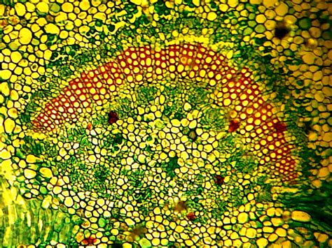 Cell Biology Wallpaper - WallpaperSafari