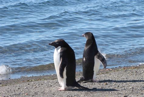 Antarctic Wildlife