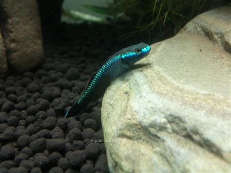 Freshwater Neon Blue Goby | Aquarium Fish India