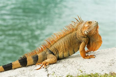 Facts about iguanas