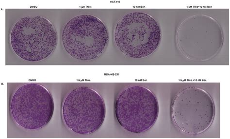 Clonogenic assay shows the long-term effects of combination treatment ...