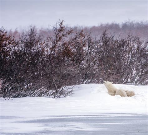 Nursing and Protecting Polar Bear Mother Stock Image - Image of cubs ...