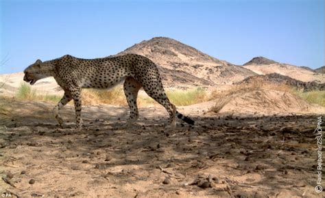 Rare Saharan cheetah caught on camera