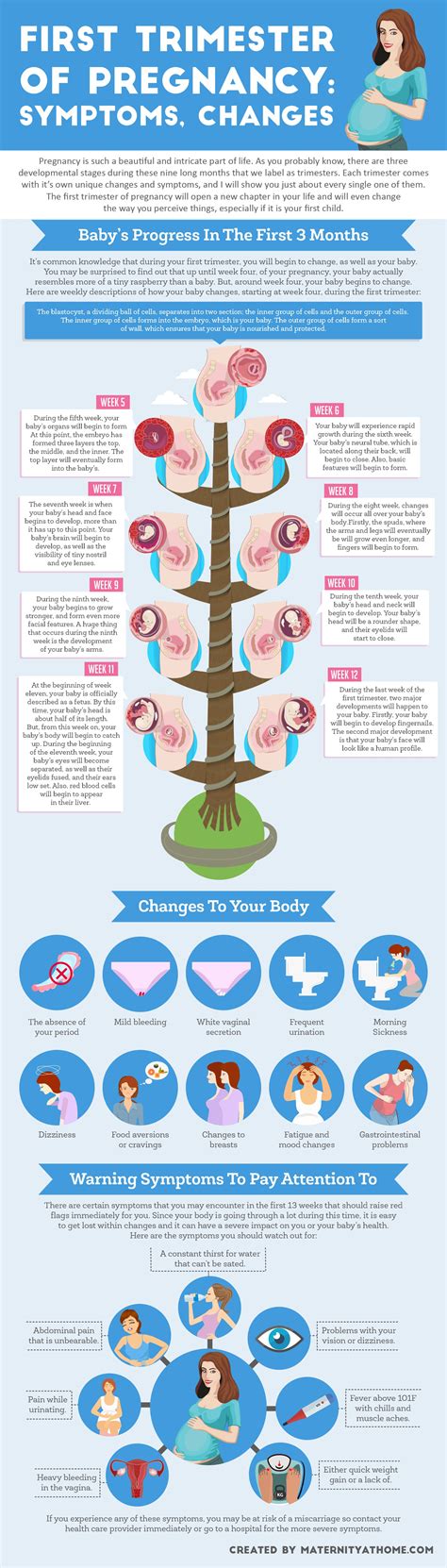 First Trimester of Pregnancy: Baby's Development | Trimesters of ...