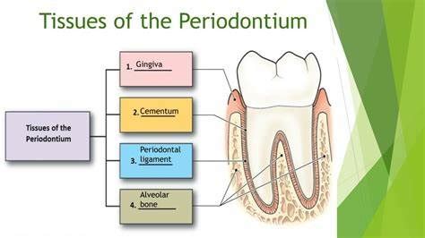 Gingival Description Flashcards | Quizlet